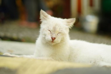 Gözleri kapalı oturan beyaz bir kedi.