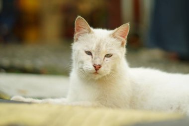 Kameraya doğru bakan beyaz bir kedi gözlerini kapatırken dinleniyor.
