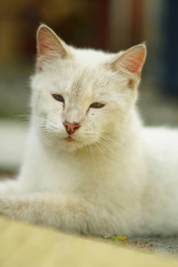 Kameraya doğru bakan beyaz bir kedi gözlerini kapatırken dinleniyor.