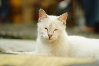 Kameraya doğru bakan beyaz bir kedi gözlerini kapatırken dinleniyor.