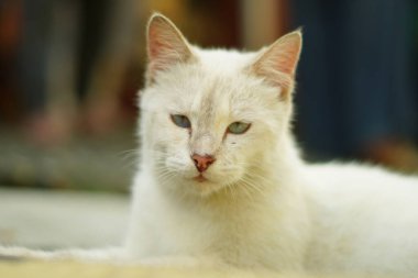 Kameraya doğru bakan beyaz bir kedi gözlerini kapatırken dinleniyor.