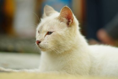 Otururken önüne bakan beyaz bir kedi.