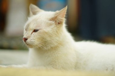 Otururken önüne bakan beyaz bir kedi.