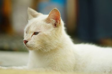 Otururken önüne bakan beyaz bir kedi.