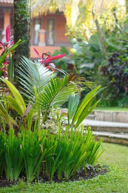 Uzun yeşil yapraklı bitkiler sabah güneşine maruz kalmış bir bahçedeki süs olarak.