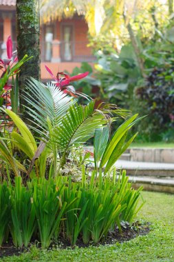 Uzun yeşil yapraklı bitkiler sabah güneşine maruz kalmış bir bahçedeki süs olarak.