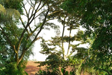 Sabah güneşine maruz kalan ağaçların yeşil yapraklarının arka planı