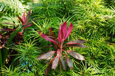 Kırmızı yapraklı süslemeli bitkiler güneş ışığına maruz kalıyor ve yeşil yapraklarla çevrili.