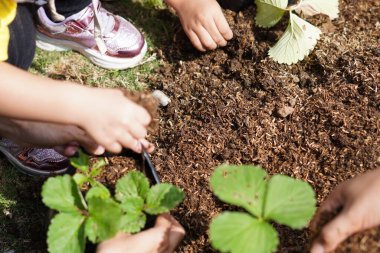 Küçük bir çocuğun elleri gün boyunca toprak alıp, polipoşetlere bitki ekiyor.