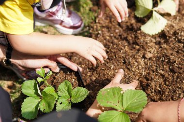 Küçük bir çocuğun elleri gün boyunca toprak alıp, polipoşetlere bitki ekiyor.