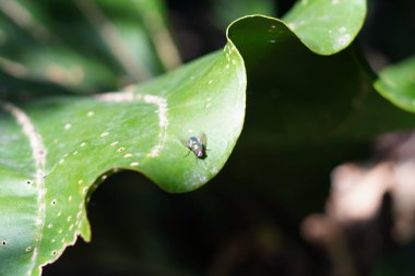 Gün boyunca kıvrılan yeşil yapraklı bir sinek.