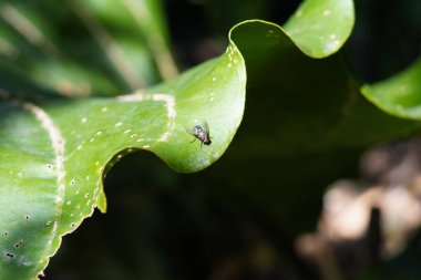 Gün boyunca kıvrılan yeşil yapraklı bir sinek.