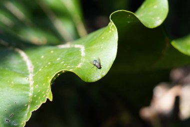 Gün boyunca kıvrılan yeşil yapraklı bir sinek.