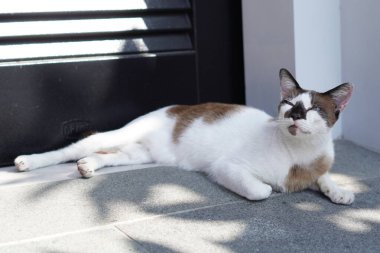 Gri desenli yetişkin beyaz bir kedi gölgeli bir duvarın yanında rahatça oturuyor..