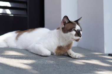 Gri desenli yetişkin beyaz bir kedi gölgeli bir duvarın yanında rahatça oturuyor..