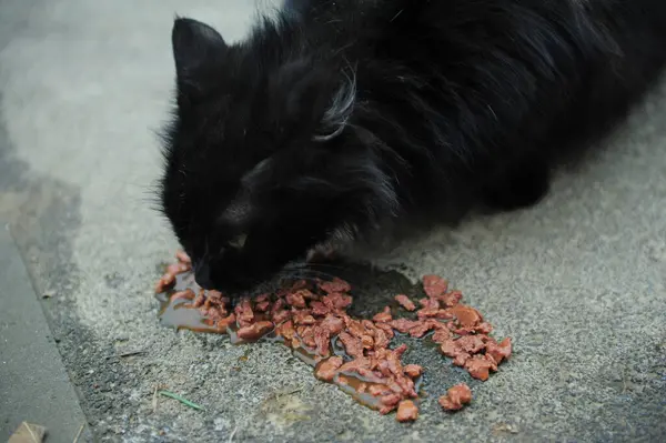 street black cat eats cat food from the store. Hungry black cat feeding animals