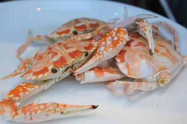 Beyaz arka planda Singapur biberli yengeç. Yüksek kalite fotoğraf