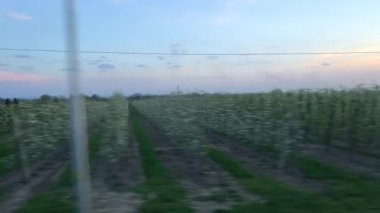 Baharda eşit şekilde dikilen ağaçların penceresinden manzara, bahçede verimli ağaçların çiçek açması. Yüksek kalite 4k görüntü