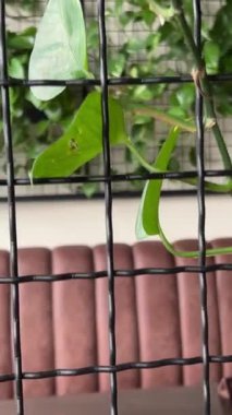 Kafe deri koltuğu penceresi olan kafes boyunca tırmanan bir saksı. Yüksek kalite 4k görüntü