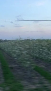 Baharda eşit şekilde dikilen ağaçların penceresinden manzara, bahçede verimli ağaçların çiçek açması. Yüksek kalite 4k görüntü