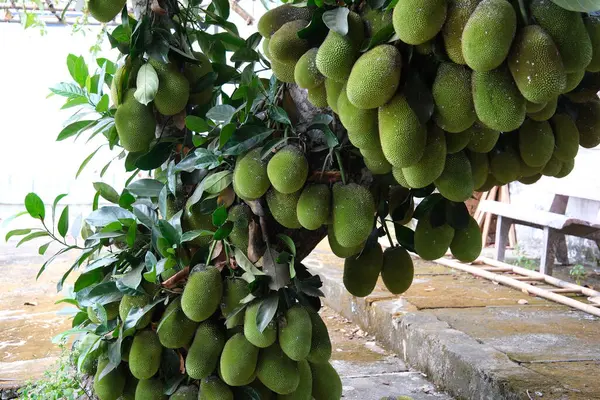 Şiddetli yağmurda meyveli ekmek ağacı. Yüksek kalite fotoğraf