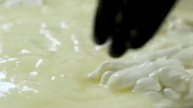 Kachakovala Caciocavallo peynir hazırlama süreci. Siyah lateks eldivenli kadın elleri peynir fabrikasındaki özel peynir fabrikasından peynir parçaları çıkarıyor. Yüksek kalite 4k