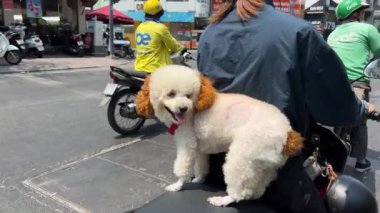 Vietnam Ho Chi Minh City 'nin sahibi motosikletinin üzerinde oturan tüylü küçük bir köpek şehir merkezinde motosiklet trafiğinin bagajında evcil hayvanını taşıyor. Gerçek hayat. Yüksek kalite 4k görüntü