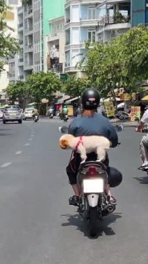 Vietnam Ho Chi Minh City 'nin sahibi motosikletinin üzerinde oturan tüylü küçük bir köpek şehir merkezinde motosiklet trafiğinin bagajında evcil hayvanını taşıyor. Gerçek hayat. Vietnam Ho Chi Minh Şehri 05.11.2024 