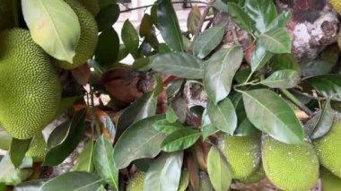Bangladeş 'in ulusal meyvesi Jackfruit' dir. Ağaçta asılı çiğ sarı-yeşil meyveler. Ağaçta yetişen Jackfruit. Yüksek kalite 4k görüntü