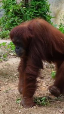 Yağmur ormanlarında nesli tükenmekte olan vahşi bir orangutan. OSafari Phu Quoc Adası Vietnam 'da. Yaklaş. Doğadaki Orangutan dağ maymunları. Yüksek kaliteli FullHD görüntüler