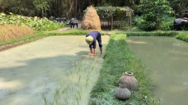 Bangladeş 'te ayakları suya batmış bir adam pirinç çiftliğine köfte ekiyor. Yüksek kalite 4k görüntü