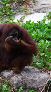 Borneo, Malezya 'nın yağmur ormanlarında nesli tükenmekte olan vahşi bir orangutan yaklaşıyor. Doğadaki Orangutan dağ maymunları. Yüksek kaliteli FullHD görüntüler