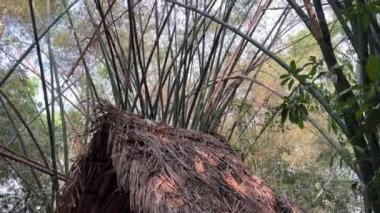 Vietnam Savaşı sırasında Cu Chi tünellerindeki gerilla kampının görüldüğü yer artık turistik bir yer. Seyahat konsepti. Cu Chi, Viet Nam Cu Chi 