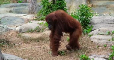 Yağmur ormanlarında nesli tükenmekte olan vahşi bir orangutan. OSafari Phu Quoc Adası Vietnam 'da. Yaklaş. Doğadaki Orangutan dağ maymunları. Yüksek kaliteli FullHD görüntüler