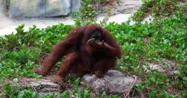 Borneo, Malezya 'nın yağmur ormanlarında nesli tükenmekte olan vahşi bir orangutan yaklaşıyor. Doğadaki Orangutan dağ maymunları. Yüksek kaliteli FullHD görüntüler