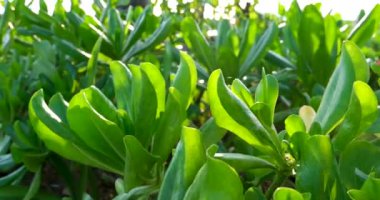 Tayland 'da bir plajda bulunan Scaevola Taccada bitkisinin yakın çekimi. Yüksek kalite 4k görüntü