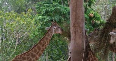 Safari, Vietnam 'daki Phu Quoc Adası' nda vahşi bir zürafanın inanılmaz yakın çekimi. Yüksek kaliteli FullHD görüntüler