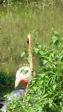 Gölde pembe flamingolar, tuzlu suda Wild Greater flamingosu, kur yaparken kanatlarını gösteren Doğa Kuşları Pembe Flamingolar. Safari, Phu Quoc Adası, Vietnam. Yüksek kalite