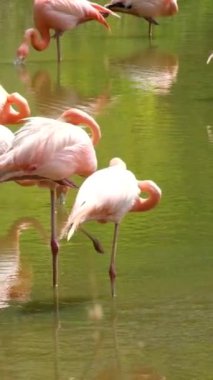 Gölde pembe flamingolar, tuzlu suda Wild Greater flamingosu, kur yaparken kanatlarını gösteren Doğa Kuşları Pembe Flamingolar. Safari, Phu Quoc Adası, Vietnam. Yüksek kalite