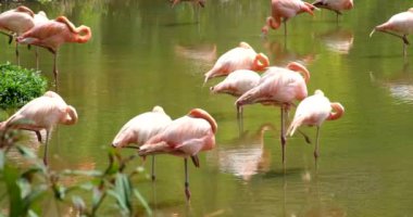 Gölde pembe flamingolar, tuzlu suda Wild Greater flamingosu, kur yaparken kanatlarını gösteren Doğa Kuşları Pembe Flamingolar. Safari, Phu Quoc Adası, Vietnam. Yüksek kalite