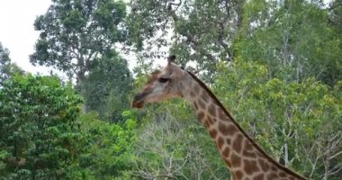 Safari, Vietnam 'daki Phu Quoc Adası' nda vahşi bir zürafanın inanılmaz yakın çekimi. Yüksek kaliteli FullHD görüntüler