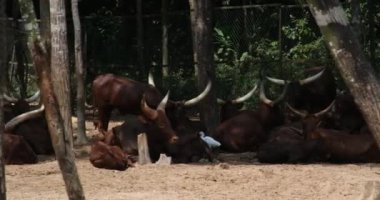 Watussi ineği Ankole-Watusi, modern bir Amerikan sığır cinsi. Sanga sığır yetiştiricilerinin Ankole grubunun soyundan geliyor. Uganda 'nın Ankole inekleri çok büyük beyaz boynuzları var..