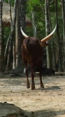 Watussi ineği Ankole-Watusi, modern bir Amerikan sığır cinsi. Sanga sığır yetiştiricilerinin Ankole grubunun soyundan geliyor. Uganda 'nın Ankole inekleri çok büyük beyaz boynuzları var..