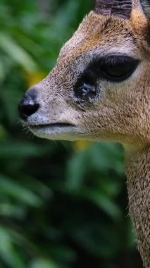 Afrika 'daki Klipspringer Antilobu dikey görüntüsü. Yakın çekim. Yüksek kaliteli FullHD görüntüler