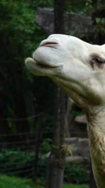 Phu Quoc Adası Vietnam Safari dromedary deve kafası yakın çekim. Açık hava hayvan geçmişi. Tek hörgüçlü beyaz deve Dromedary Camelus dromedarius UK. Sırtında tek kamburu olan Camelus cinsinden.