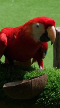 Kızıl Papağan Kırmızı Papağan Macaw, yağmur ormanlarındaki vahşi yaşam sahnesi. Macau Macaw, kuş bir dala oturur, yeşil bir ağaçta güzel bir papağan akşam ışığında. Yüksek kalite 