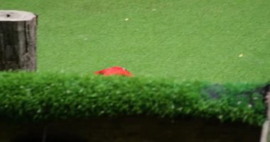 Kırmızı Papağan Kırmızı Papağan Macaw, kuş kanatlarını çırparak uçar, kameraya doğru uçar, yere iner, akşam ışığında yeşil bir ağaca papağan pozu verir. Yüksek kalite 