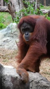 Vietnam 'daki Orangutan Phu Quoc Adası Safari. Yüksek kaliteli FullHD görüntüler