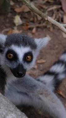 Genç Halka Lemur Kuyruklu Safari, Phu Quoc Adası, Vietnam. Yüksek kaliteli FullHD görüntüler