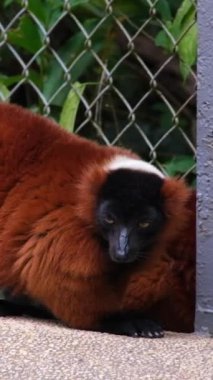 Yakut kırmızısı Varecia Rubra, yakın plan. Safari, Phu Quoc Adası, Vietnam